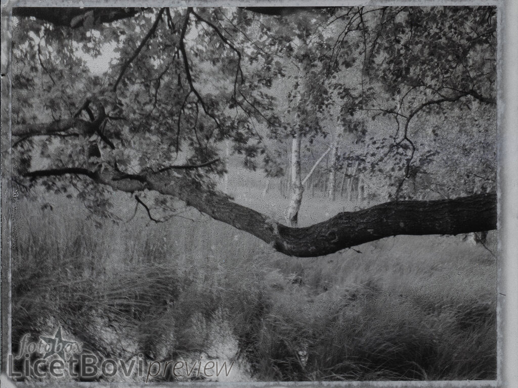 Heidkoppelmoor | Scan von Sofortbild-Negativ (Fuji FP-3000B, 2013) - Realisiert mit Pictrs.com