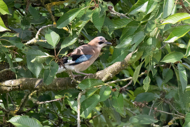 201746 | Tierfotografie, Tierkalender, Tierbilder, Insekten, Spinnen, Vögel, Schmetterling, Libellen, Leinwand, Colorkey, Qualität, Geschenkartikel, Geschenk - Realisiert mit Pictrs.com