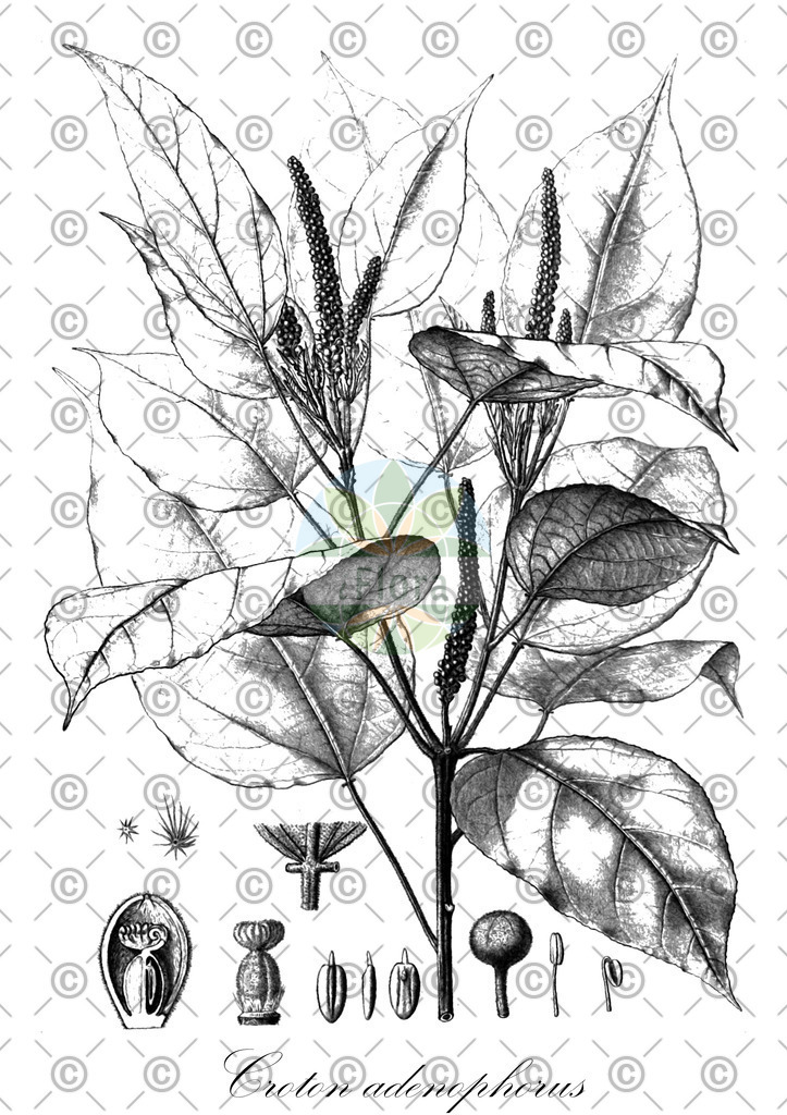 HistAbb_wfo-0000932555_1_ENZY_Simple | Historische Abbildung von Croton adenophorus - Euphorbiaceae | Historical Illustration of Croton adenophorus - Euphorbiaceae