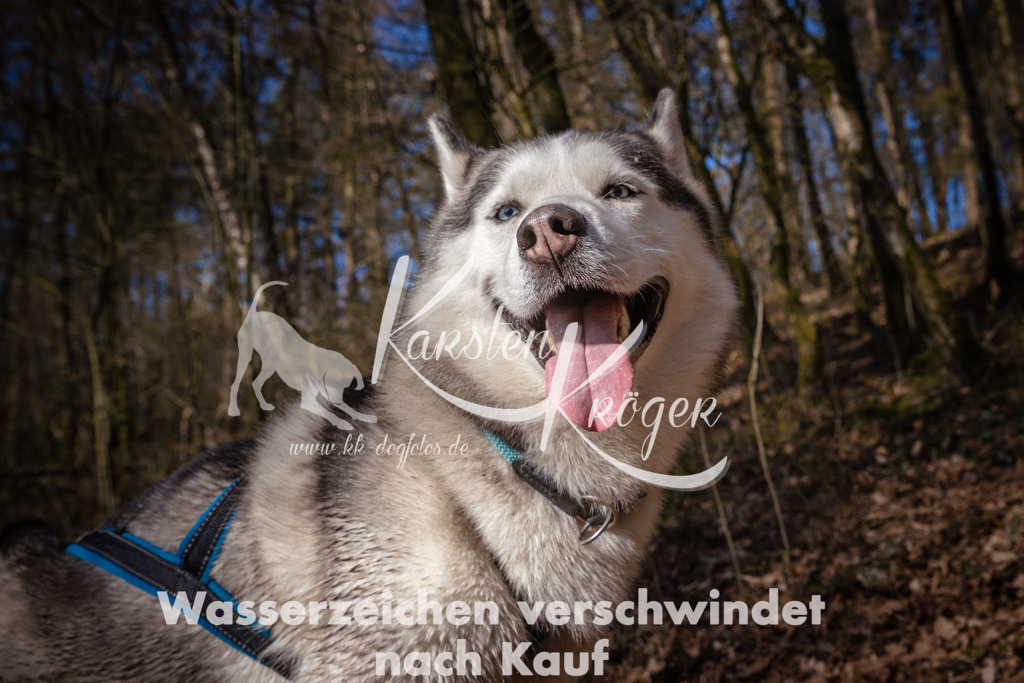 0944_ZZ99686 | kk-dogfotos