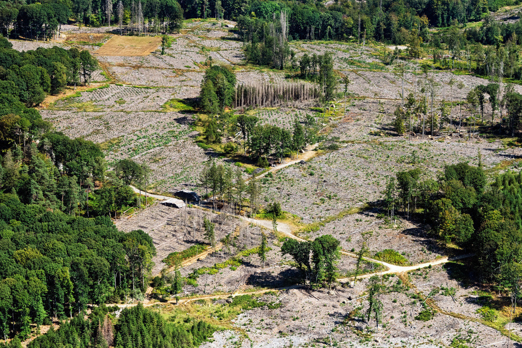 dr__0097612.jpg | ENGELSKIRCHEN 25.08.2022 Baumsterben und Waldsterben durch den Borkenkäfer mit Skeletten abgestorbener Bäume in den Resten eines Waldgebietes in Engelskirchen im Bundesland Nordrhein-Westfalen, Deutschland. 