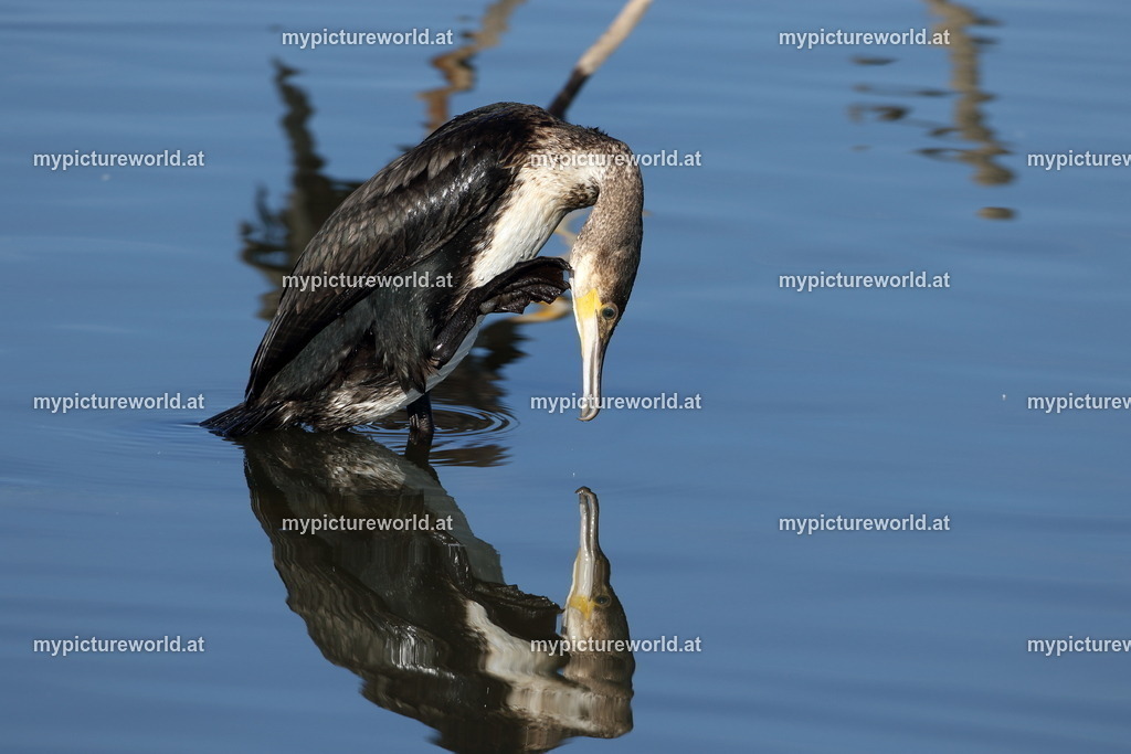 Kormoran-133 | Das Bilderarchiv über Tiere, Planzen und Landschaften. In der Bilddatenbank finden Sie ein große Auswahl an hochwertigen Bilder für Ihre Werbung - Realisiert mit Pictrs.com