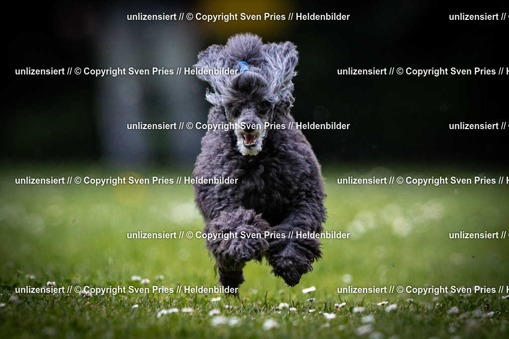 Sven Pries | 2025-05-29 - Pudelrennen KA-Durlach - Realisiert mit Pictrs.com