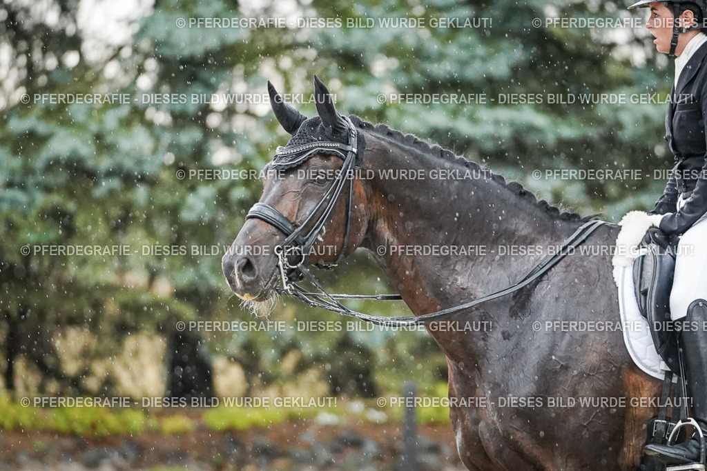 DSC08247 | Pferdegrafie