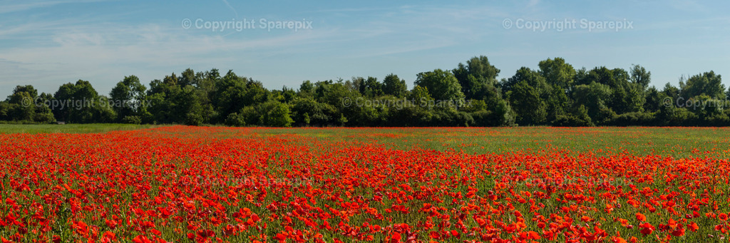 PAN_Outlook_Poppy_Field | sparepix - Realisiert mit Pictrs.com