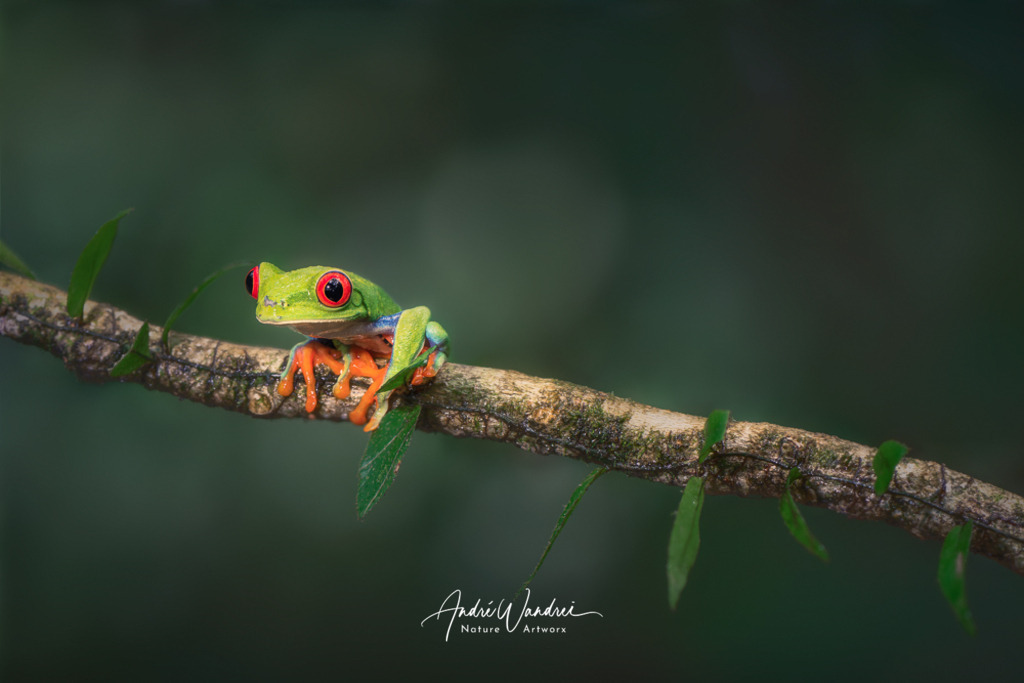 Klein, aber vorsichtig | Andre Wandrei - Nature Artworx - Realisiert mit Pictrs.com