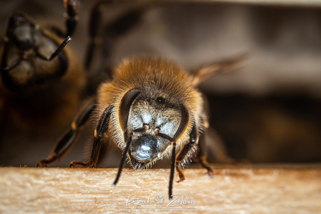 Workingbees-Zöchling (9) | Patrick Zöchling - Realisiert mit Pictrs.com