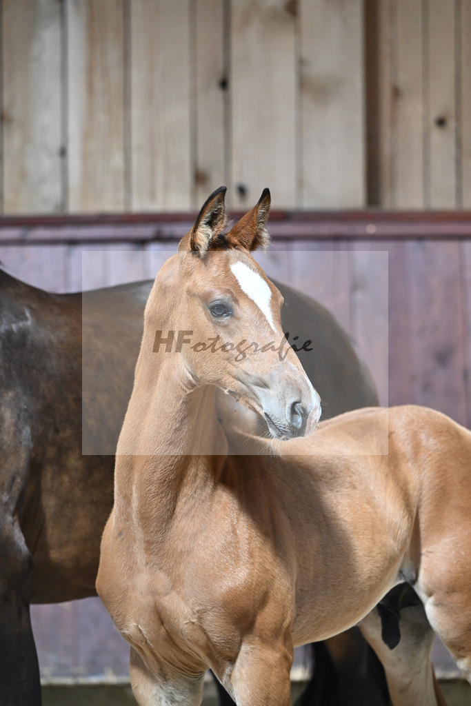 Kat-Nr. 26 HF Chinchero x Coupie_Haarmann_32240158 | hf-fotografie - Realizzato con Pictrs.com