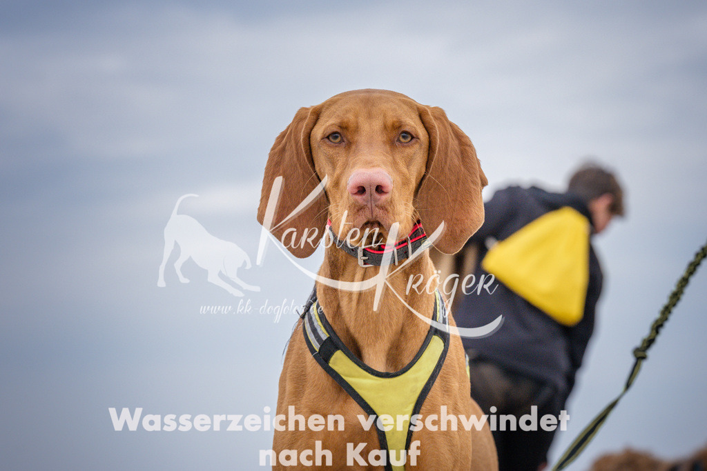 1214_ZZ92957 | kk-dogfotos