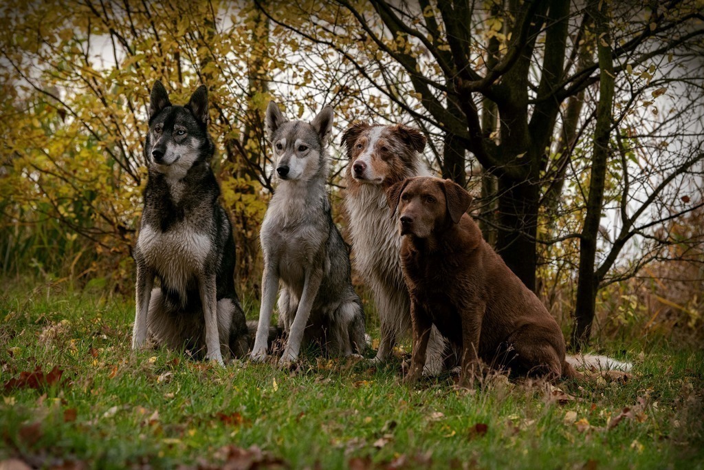 Lieblingsbilder_Photoboo_53 | Pferde- und Hundefotografie in Köln und Umgebung von Vanessza Csuka - Realisiert mit Pictrs.com