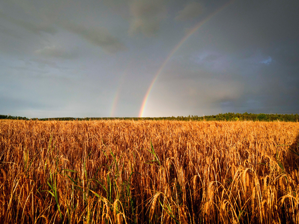 Regenbogen | Rutesheim Perouse - nach starken Regenfällen kam ein Regenbogen im Sonnenuntergang sichtbar über Perouse heraus - Realisiert mit Pictrs.com