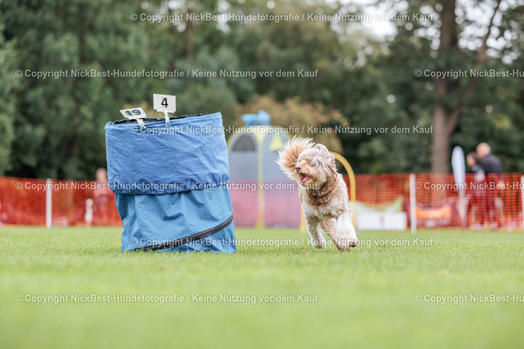 BSP Hoopers-H2 Tag2-2026-Nickbest-Hundefotografie-TuS Komet Arsten e.V.-7669 | Dein Hund! Dein Moment! Deine Erinnerungen! Hundefotografie in Bremen Blumenthal. Ich fange die besonderen Momente deines Vierbeiners ein – ob Indoor mit Blitzanlage oder in der freien Natur. Sicher dir dein Moment und dein Termin für eure Erinnerungen.