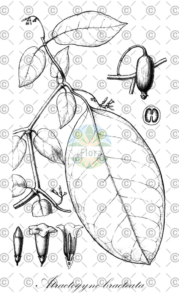 HistAbb_62DVC_1_ENZY_Simple | Historische Abbildung von Atractogyne bracteata - Rubiaceae | Historical Illustration of Atractogyne bracteata - Rubiaceae