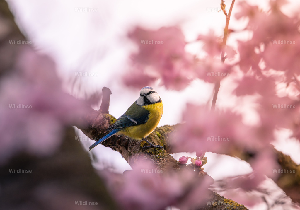 Wildlinse-240324-1 | Willkommen bei Wildlinse. Wildtierfotografien aus Schleswig-Holstein: Entdecke einzigartige Fine-Art-Prints und Poster, die Ruhe, Wildnis und die Schönheit unserer heimischen Tierwelt in dein Zuhause bringen. - Realisiert mit Pictrs.com