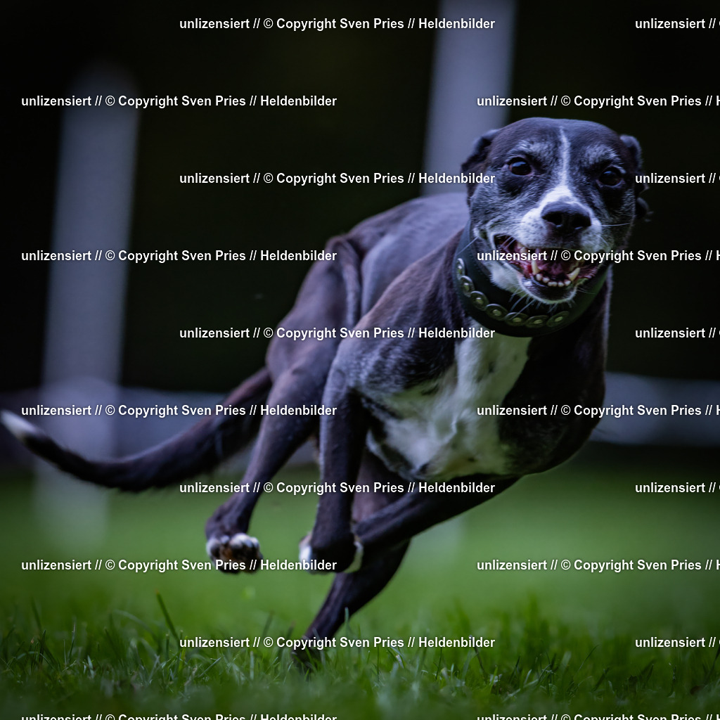 Sven Pries | 2024-10-19 - Hunderennen Ober-Grombach - Realisiert mit Pictrs.com