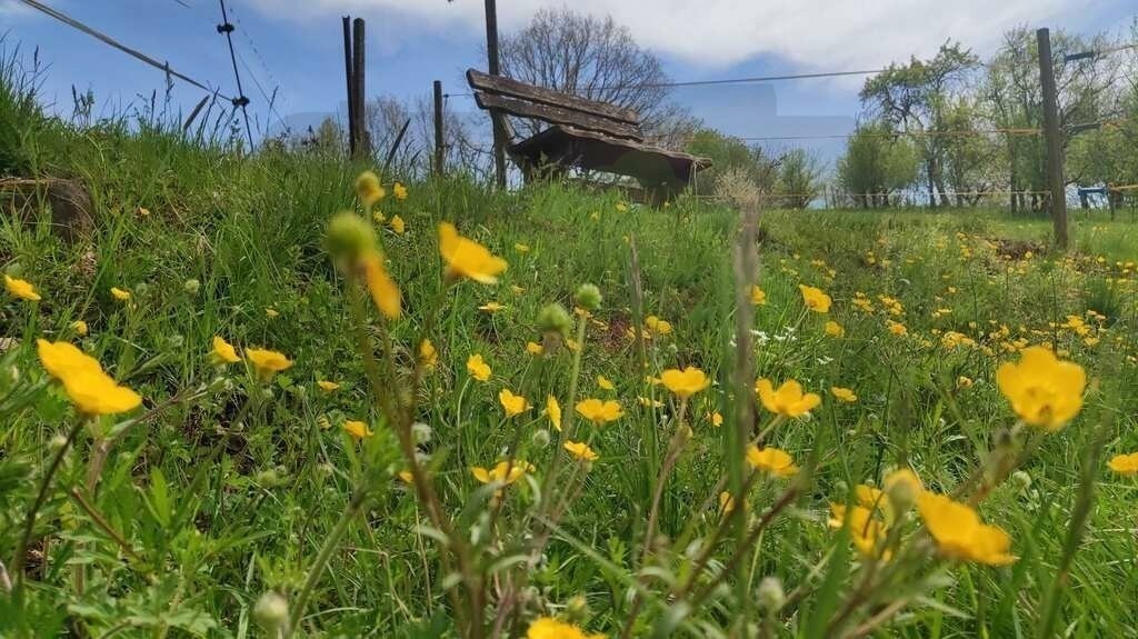 IMG_20210509_135232 | pfalznatur - Realisiert mit Pictrs.com