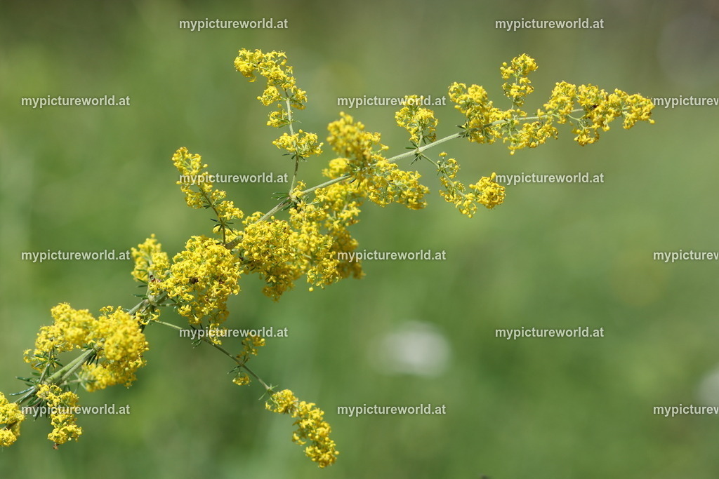 Echtes Labkraut-001 | Das Bilderarchiv über Tiere, Planzen und Landschaften. In der Bilddatenbank finden Sie ein große Auswahl an hochwertigen Bilder für Ihre Werbung - Realisiert mit Pictrs.com