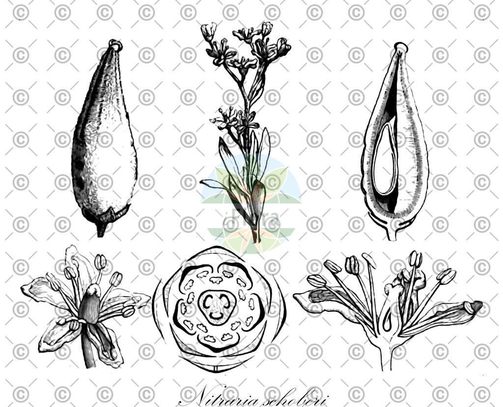 HistAbb_wfo-0000785358_1_ENZY_Simple | Historische Abbildung von Nitraria schoberi - Nitrariaceae | Historical Illustration of Nitraria schoberi - Nitrariaceae