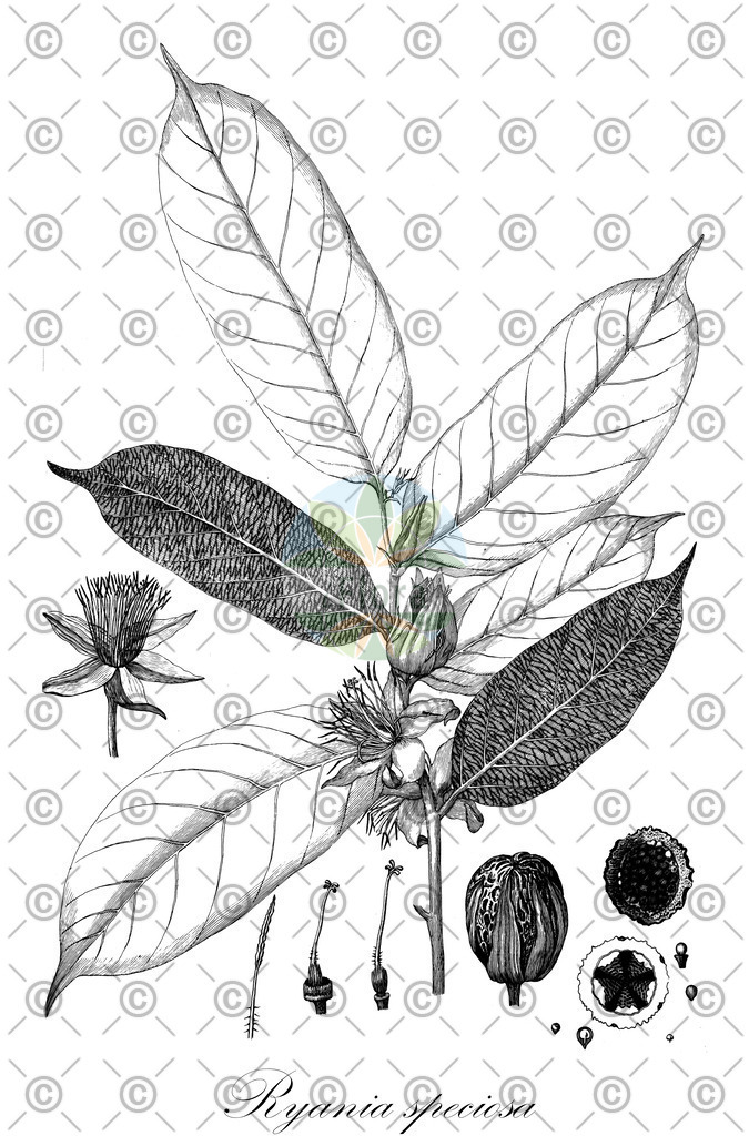 HistAbb_wfo-0000899592_1_ENZY_Simple | Historische Abbildung von Ryania speciosa - Salicaceae | Historical Illustration of Ryania speciosa - Salicaceae
