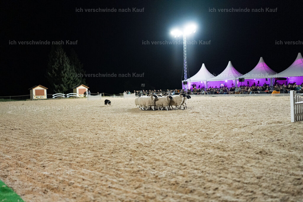 Gala-497 | working equitationturnier fotograf videograf stoibphotography marixx film working equitation deutschland reitsport turnierfotografie eventfotografie equestrian events