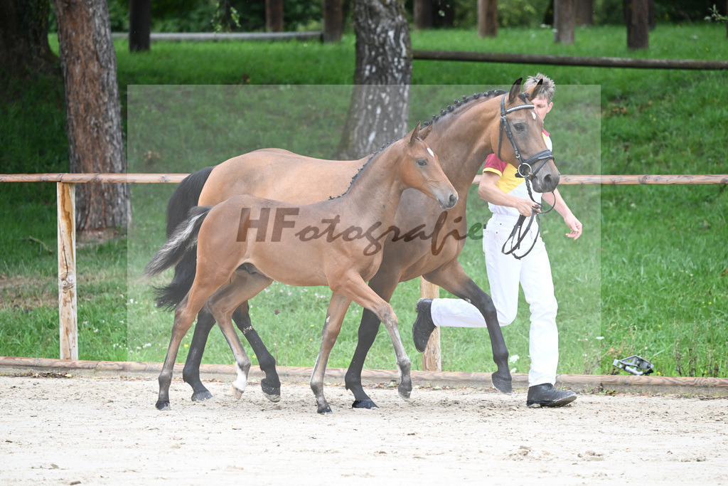Kat-Nr. 8 HF Cellestial_Joas_25230094 | hf-fotografie - Realizzato con Pictrs.com