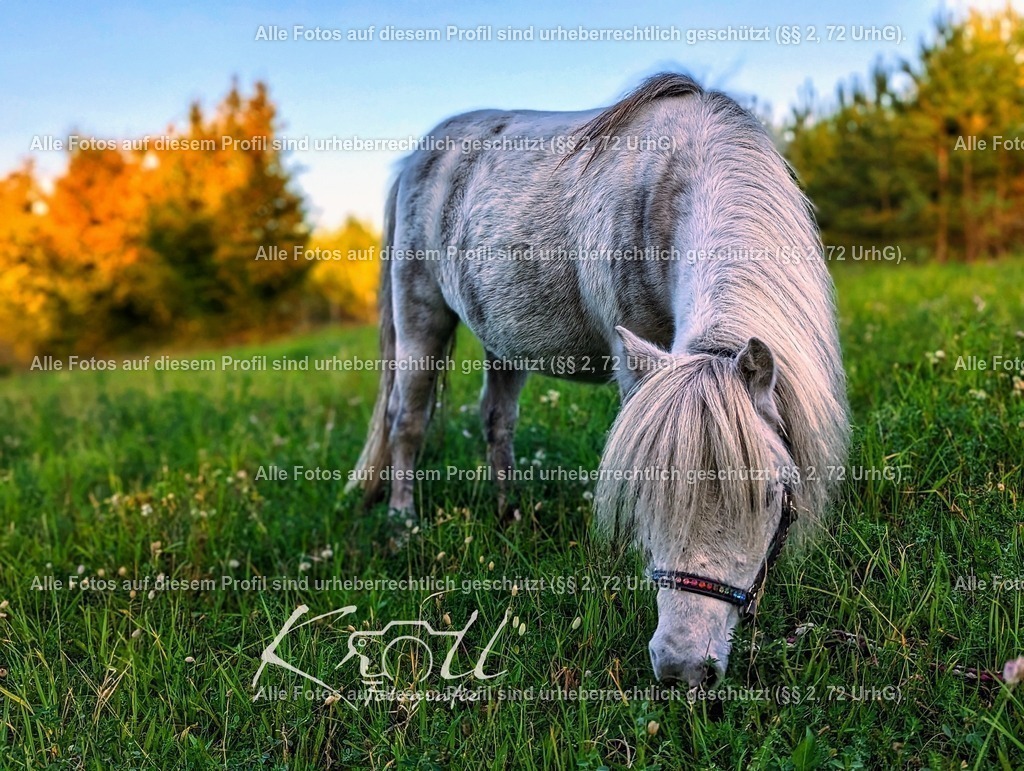 Photo_1695967067816 | krollfotografie - Realisiert mit Pictrs.com