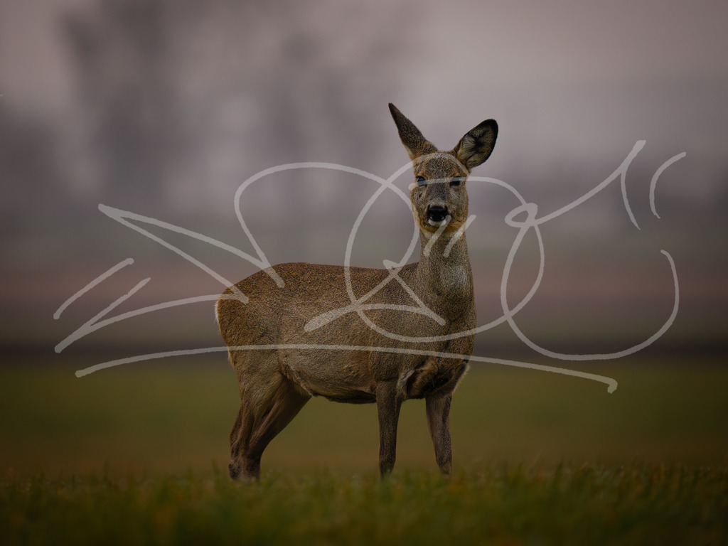 P3260334 | Naturschönheiten aus Deutschland. Pflanzen und Tiere, Insekten und Naturschauspiele. Alle schönen Details, die uns umgeben, fotografiert von Michi Moc.  - Realisiert mit Pictrs.com
