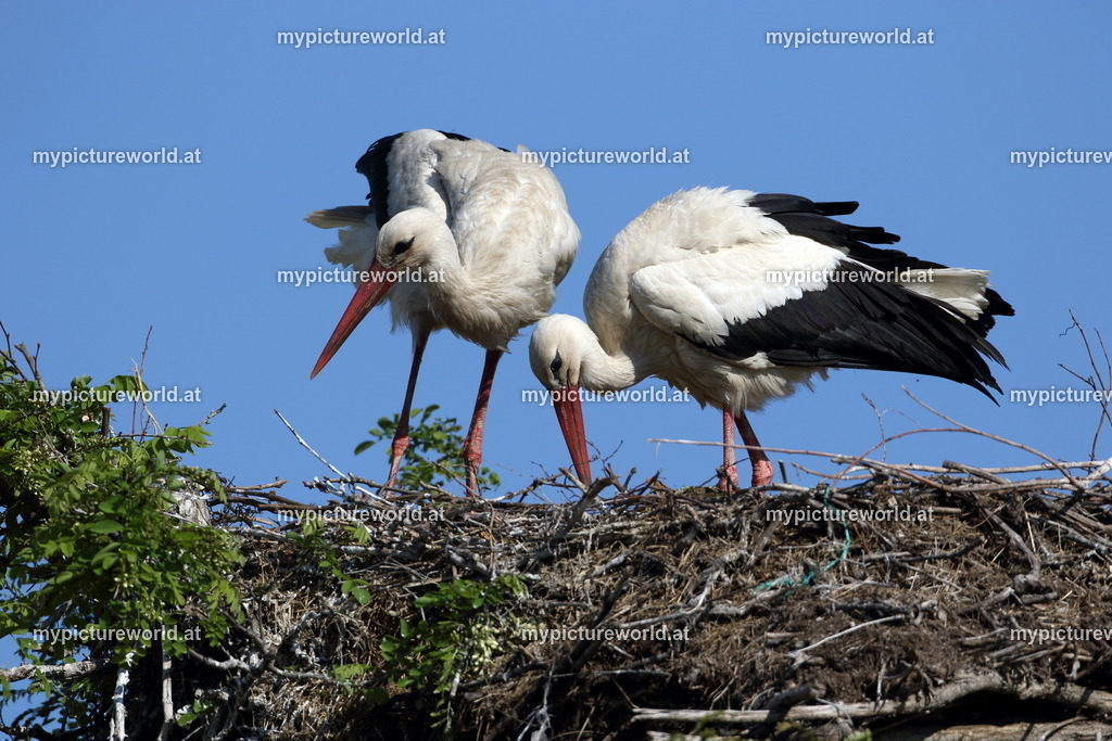 Weißstorch-082 | Das Bilderarchiv über Tiere, Planzen und Landschaften. In der Bilddatenbank finden Sie ein große Auswahl an hochwertigen Bilder für Ihre Werbung - Realized with Pictrs.com