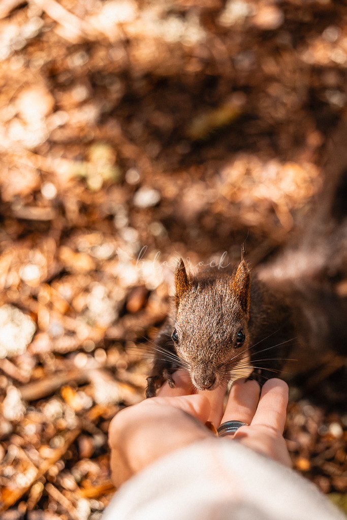 _01A5538 | Sportbilder, Sportfotograf, Hochzeits- und Eventfotografin, Flugshows, Portraits und Tiershooting, Aviation, Downhill, Nationalleague, Swissleague, International