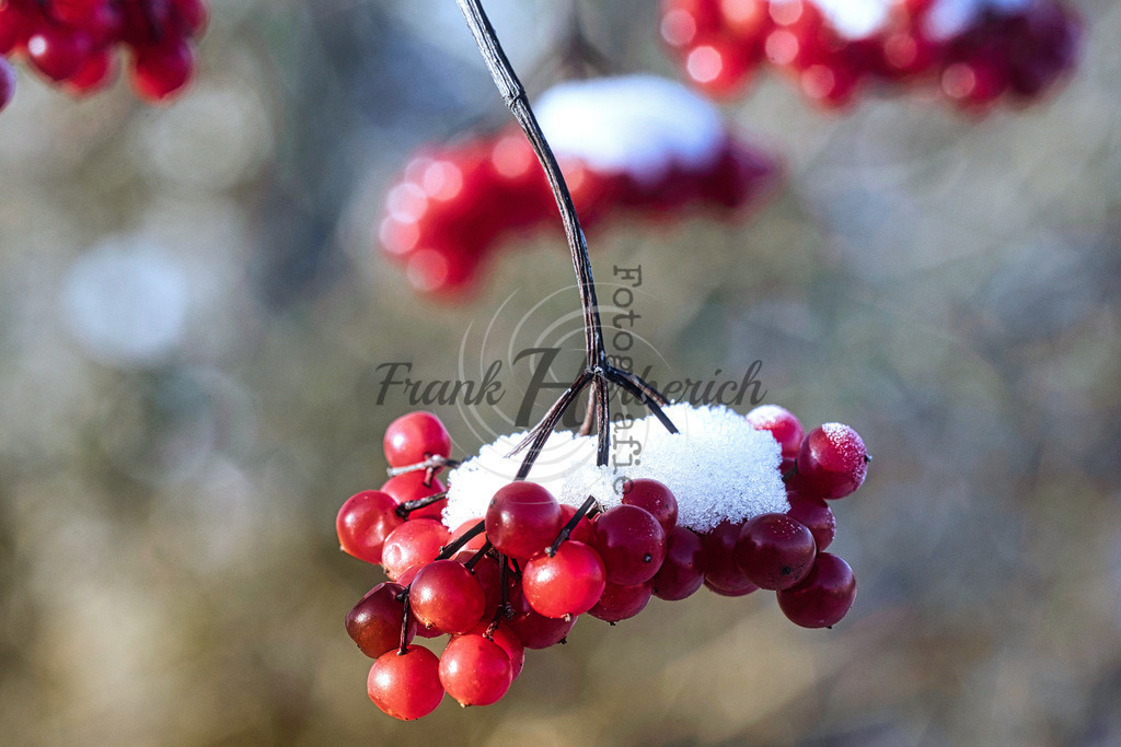 2022_12_17_6053 (1) | Frank Herberich Fotografie, Frank Herberich, Fotografie, Hochzeit, Portrait, St. Peter Ording, Ording, Westerhever, Nordsee, Frank Fotografie, Hardheim,  Odenwald,Walldürn, Band,Eventfotografie - Realisiert mit Pictrs.com
