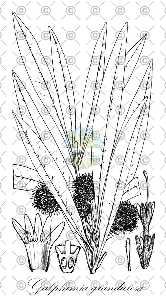 HistAbb_wfo-0000970716_1_ENZY_Simple | Historische Abbildung von Galphimia glandulosa - Malpighiaceae | Historical Illustration of Galphimia glandulosa - Malpighiaceae