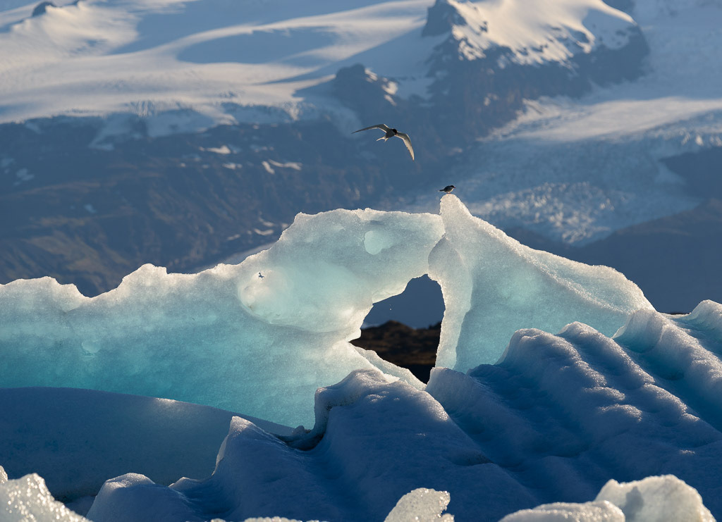 island-2019-282 | Jökulsárlón ist eine der berühmtesten Touristenattraktionen in Island und der Höhepunkt an der Südküste des Landes. Der Gletschersee vergrößert sich von Jahr zu Jahr und besitzt zurzeit eine Fläche von 18 km².
An den Ufern lassen sich Küstenseeschwalben wie hier im Bild und Arktische Raubmöwen beobachten. - Realisiert mit Pictrs.com