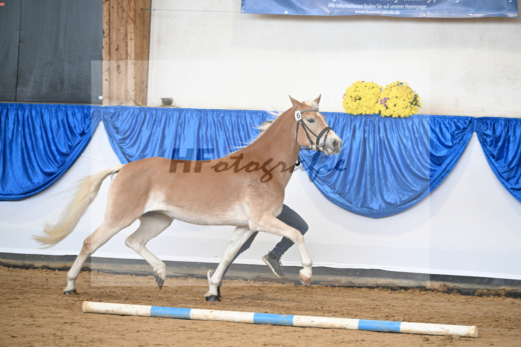 Bl. Band Kat-Nr. 6 Najen v. Sternzauber_Sturm_48251328 | hf-fotografie - Realisiert mit Pictrs.com