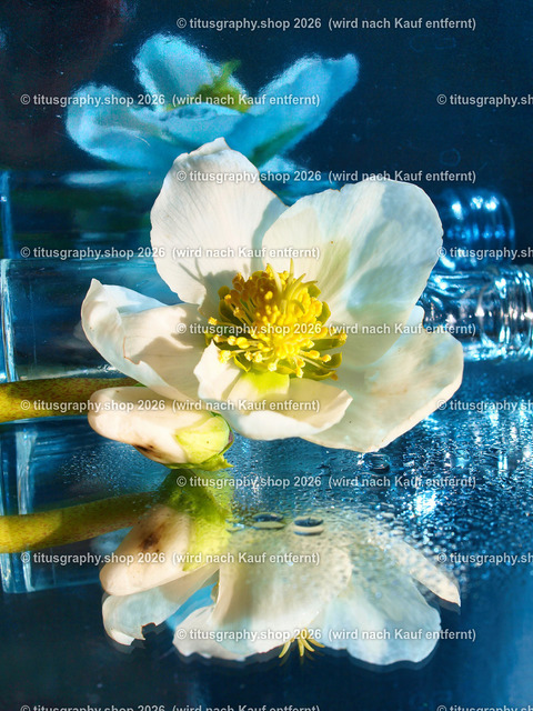 titusgraphy_P2254461-vz-ln | titusgraphy-shop: Geschenkideen mit Qualitätsfotos. titusgraphy-shop: gift ideas with quality photos. titusgraphy-shop: idées cadeaux avec photos de qualité.  - Realisiert mit Pictrs.com