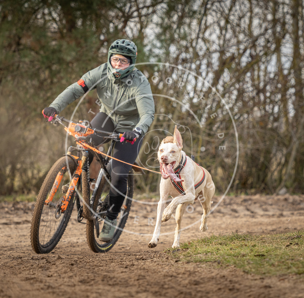 Pfotenfotografie_DV3A7693 | Hundefotografie, Tierfotograf, Pfotenfotografie, Fotoshooting Hund, Hunde Portrait, Hundesport, Hundeportraits, Heideshooting, Hunde, Sportfotograf, Hundefotograf, Turnierhundsport, THS,  - Realisiert mit Pictrs.com