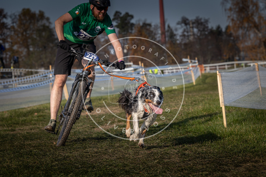 CaniXpix_0L8A7920 | Hundefotografie, Tierfotograf, Pfotenfotografie, Fotoshooting Hund, Hunde Portrait, Hundesport, Hundeportraits, Heideshooting, Hunde, Sportfotograf, Hundefotograf, Turnierhundsport, THS,  - Realisiert mit Pictrs.com