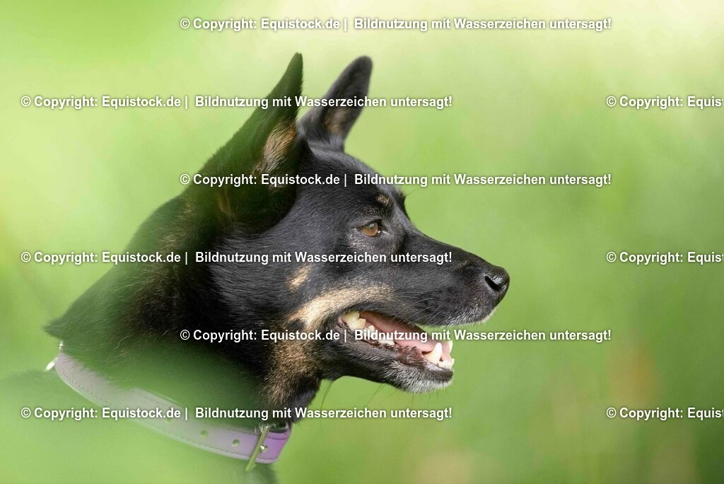 20200613_Hund_0056 | equistock