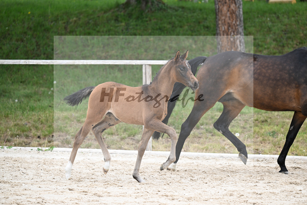 Kat-Nr. 17 SF Feliciano x Rubin Royal OLD_Haegler_24260599 | hf-fotografie - Realisiert mit Pictrs.com