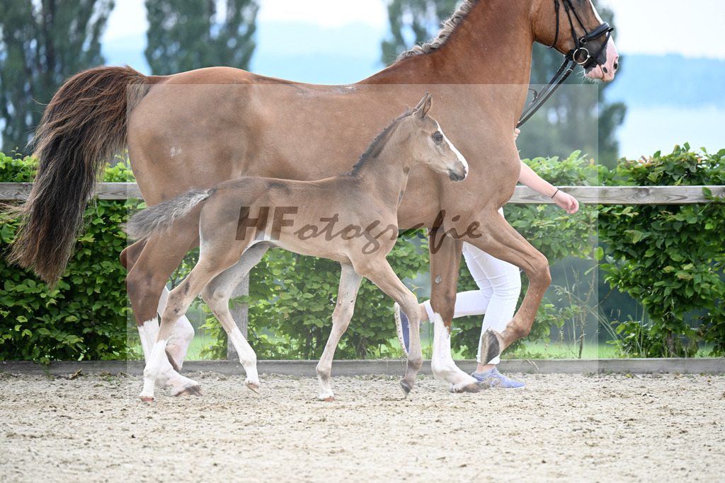 Kat-Nr. 12 Taycan B x Couletto_HF_Zuhra_14250140 | hf-fotografie - Realisiert mit Pictrs.com