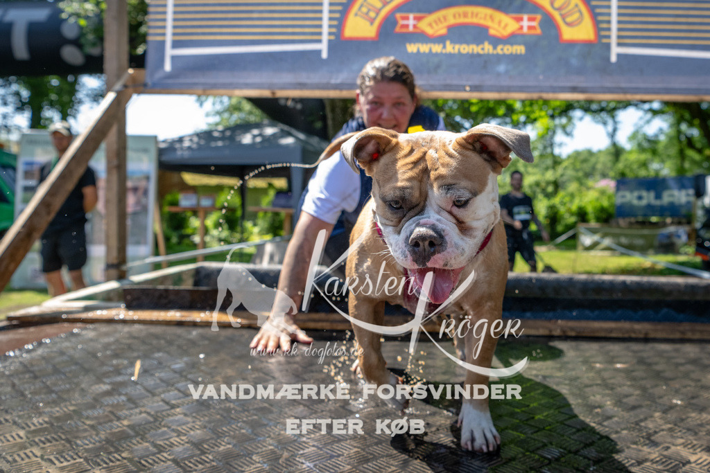 1249_ZZ92588 | kk-dogfotos