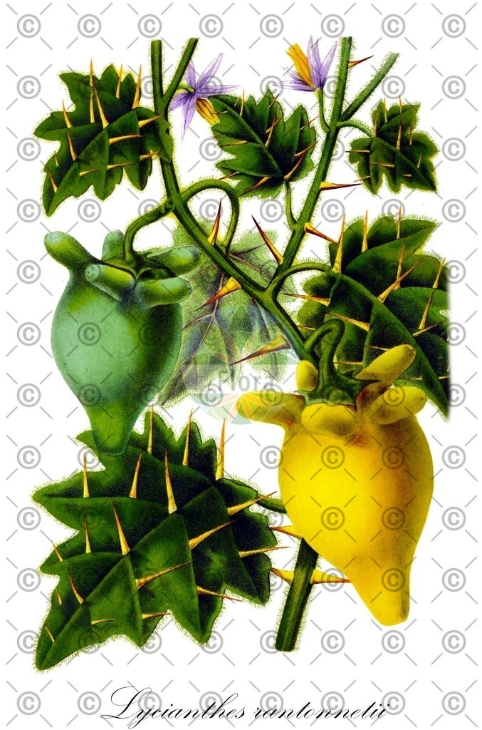 HistAbb_wfo-0000231360_1_ENZY_Simple | Historische Abbildung von Lycianthes rantonnetii - Solanaceae | Historical Illustration of Lycianthes rantonnetii - Solanaceae