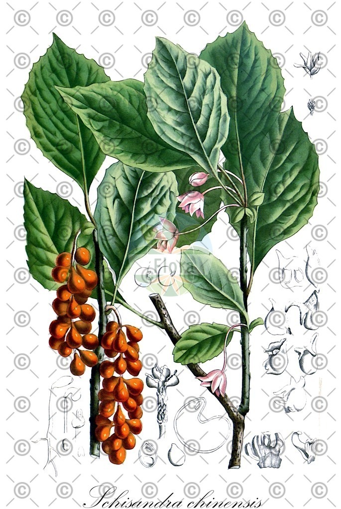 HistAbb_wfo-0000306566_1_ENZY_Simple | Historische Abbildung von Schisandra chinensis - Schisandraceae | Historical Illustration of Schisandra chinensis - Schisandraceae