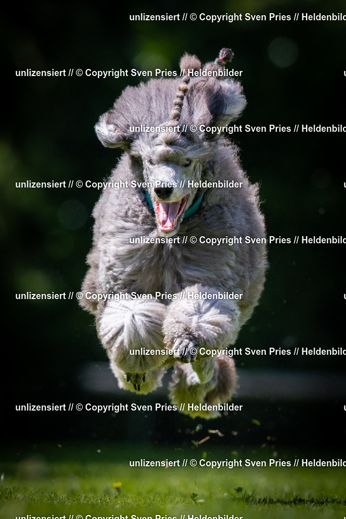 Sven Pries | 2025-08-10 - Hunderennen Durlach - Realisiert mit Pictrs.com