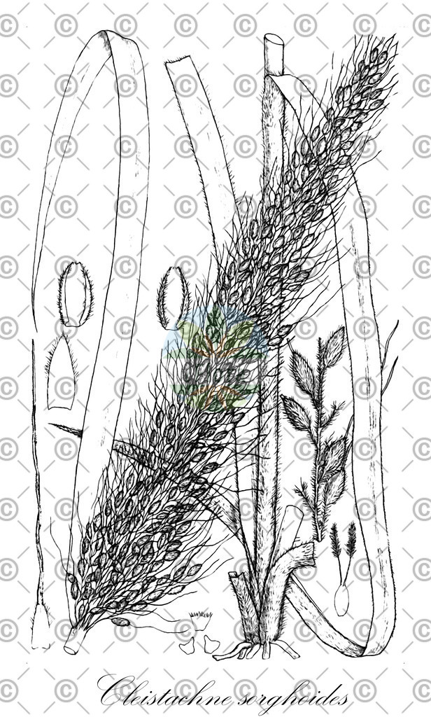 HistAbb_wfo-0000875925_1_ENZY_Simple | Historische Abbildung von Cleistachne sorghoides - Poaceae | Historical Illustration of Cleistachne sorghoides - Poaceae