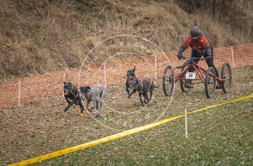 Pfotenfotografie_DV3A7898 | Hundefotografie, Tierfotograf, Pfotenfotografie, Fotoshooting Hund, Hunde Portrait, Hundesport, Hundeportraits, Heideshooting, Hunde, Sportfotograf, Hundefotograf, Turnierhundsport, THS,  - Realisiert mit Pictrs.com