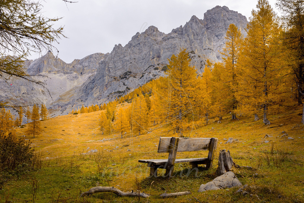 Herbstbankerl im Dachsteingebiet | Wunderschöne leuchtende Lärchen umranden das schöne Bankerl am Fuße des Dachsteins. - Realisiert mit Pictrs.com