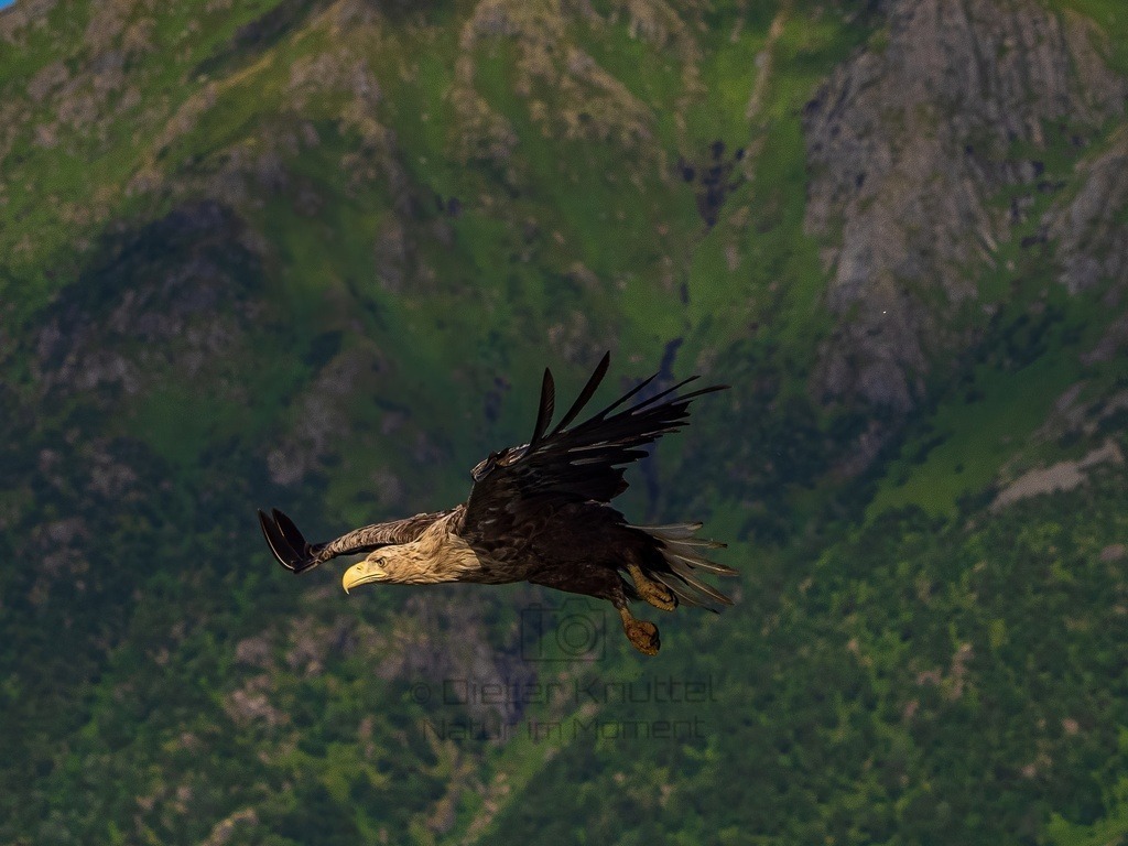 P1001605-LR-topaz-enhance | Natur im Moment - Realisiert mit Pictrs.com