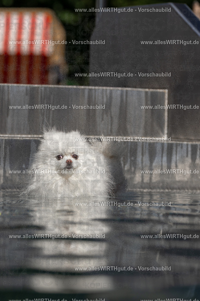 Hundeschwimmen_Volksbad_2026-allesWIRTHgut_Tierfotografie-2609061252-FAY06595 | Professionelle Tierfotografie in Mönchengladbach von Daniel Wirth (allesWIRTHgut). Liebevolle & natürliche Bilder von Hunden & Katzen für unvergessliche Erinnerungen.