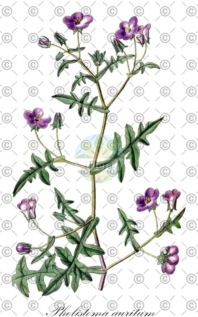 HistAbb_wfo-0000032213_1_ENZY_Simple | Historische Abbildung von Pholistoma auritum - Boraginaceae | Historical Illustration of Pholistoma auritum - Boraginaceae