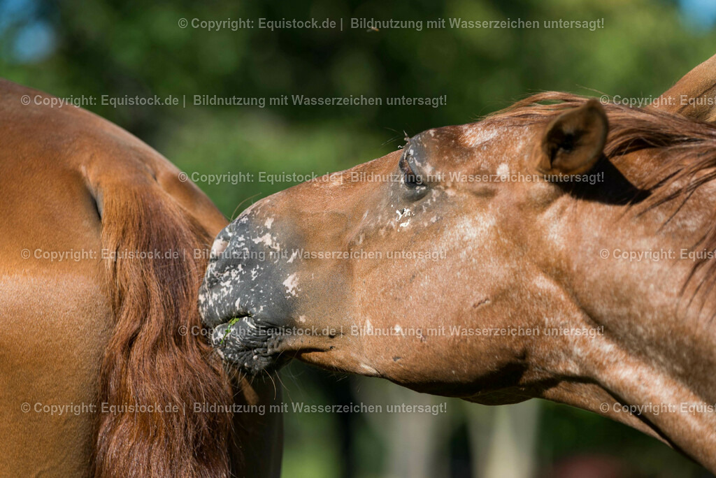 20160824_Wallache_auf_der_Koppel_0005 | Foto: Thomas Hartig